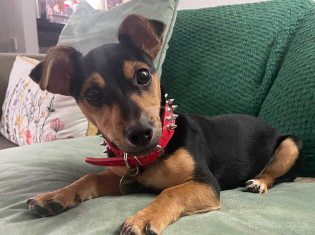 Jack Russell Terrier puppies for sale in Rochester, Northumberland – 1 year old - Image 1 of 5