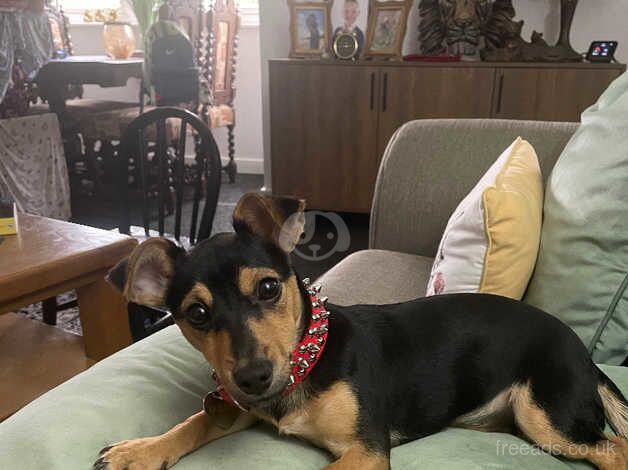 Jack Russell Terrier puppies for sale in Rochester, Northumberland – 1 year old - Image 2 of 5