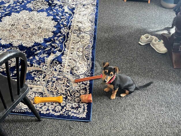 Jack Russell Terrier puppies for sale in Rochester, Northumberland – 1 year old - Image 3 of 5