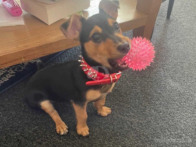 Jack Russell Terrier puppies for sale in Rochester, Northumberland – 1 year old - Image 4 of 5