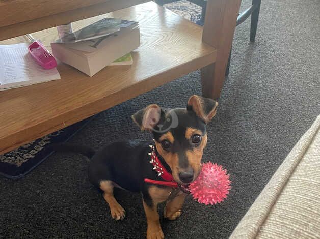 Jack Russell Terrier puppies for sale in Rochester, Northumberland – 1 year old - Image 5 of 5