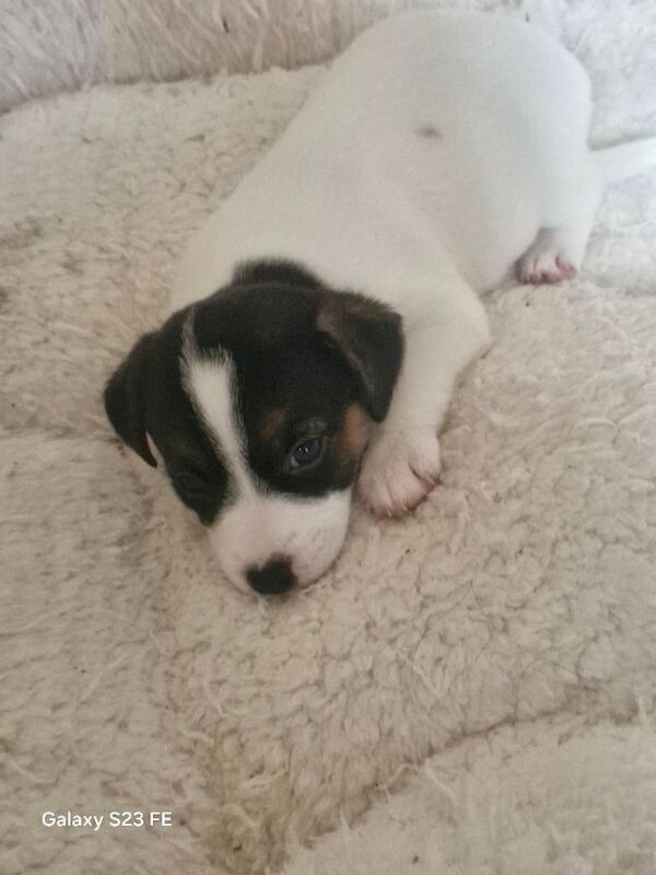Kennel Club Registered Jack Russell Terrier Puppies For Sale