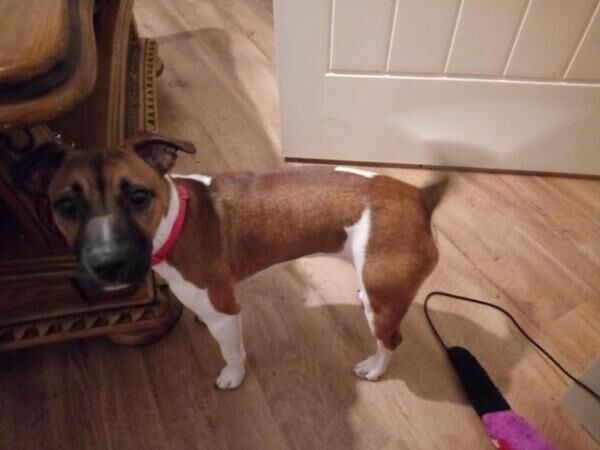 For sale 7 month old Plummer x jack russell girl for sale in Cardiff, Mid Glamorgan - Image 2