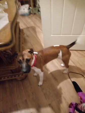 For sale 7 month old Plummer x jack russell girl for sale in Cardiff, Mid Glamorgan - Image 3