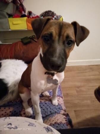 For sale 7 month old Plummer x jack russell girl for sale in Cardiff, Mid Glamorgan - Image 4