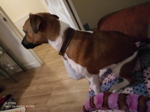For sale 7 month old Plummer x jack russell girl for sale in Cardiff, Mid Glamorgan - Image 5