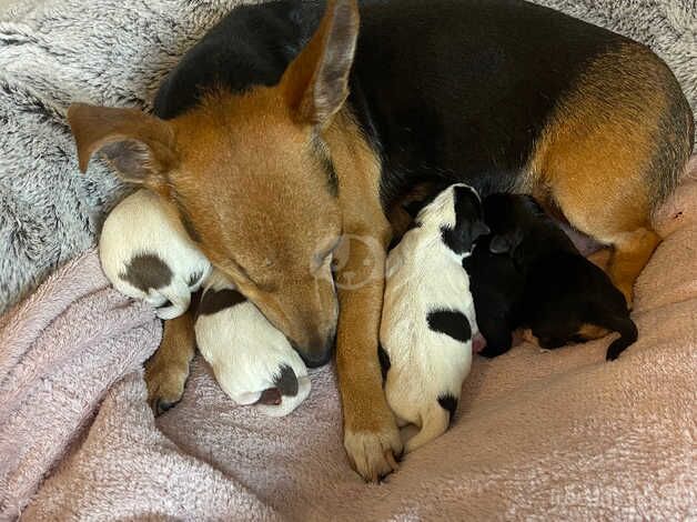 Jack Russell Terrier puppies for sale in Lymington, Hampshire – 1 year old - Image 1 of 5