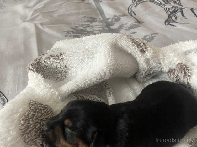 Jack Russell Terrier puppies for sale in Lymington, Hampshire – 1 year old - Image 3 of 5