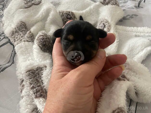 Jack Russell Terrier puppies for sale in Lymington, Hampshire – 1 year old - Image 4 of 5