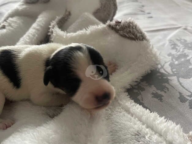 Jack Russell Terrier puppies for sale in Lymington, Hampshire – 1 year old - Image 5 of 5