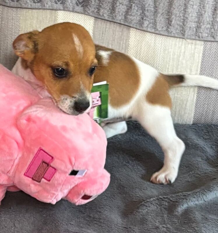 Jack Russell puppies for sale in Swindon, Wiltshire – 11 weeks old