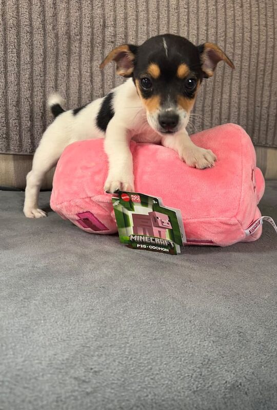 Jack Russell Terrier puppies for sale in Swindon, Wiltshire – 6 months old - Image 3 of 3