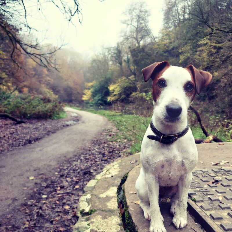 Jack Russell Terrier for adoption in Bristol, Bristol – 4 years old