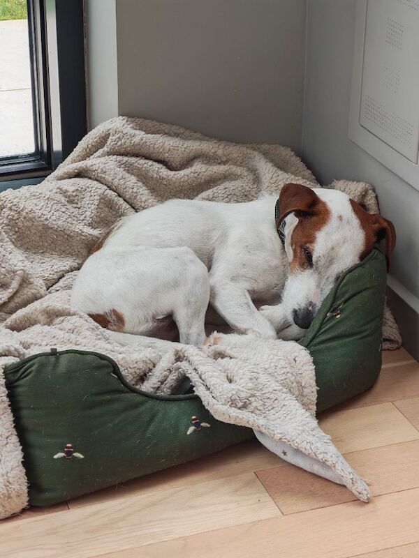 Jack Russell Terrier for adoption in Bristol, Bristol – 4 years old - Image 2 of 9