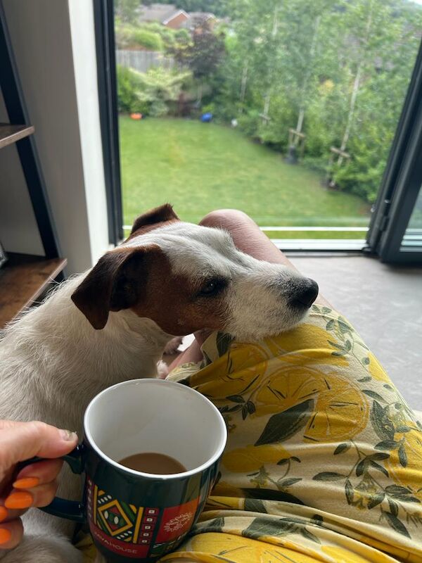 Jack Russell Terrier for adoption in Bristol, Bristol – 4 years old - Image 3 of 9