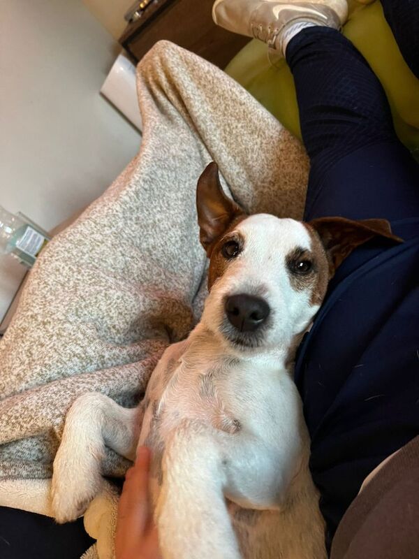 Jack Russell Terrier for adoption in Bristol, Bristol – 4 years old - Image 4 of 9