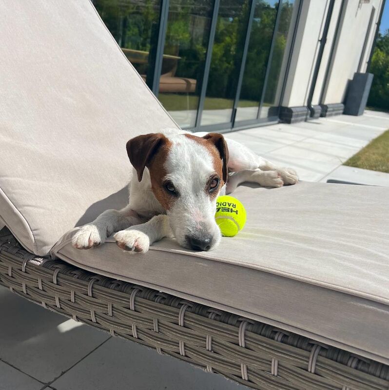 Jack Russell Terrier for adoption in Bristol, Bristol – 4 years old - Image 5 of 9