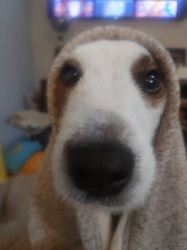 Jack Russell Terrier for adoption in Bristol, Bristol – 4 years old - Image 6 of 9