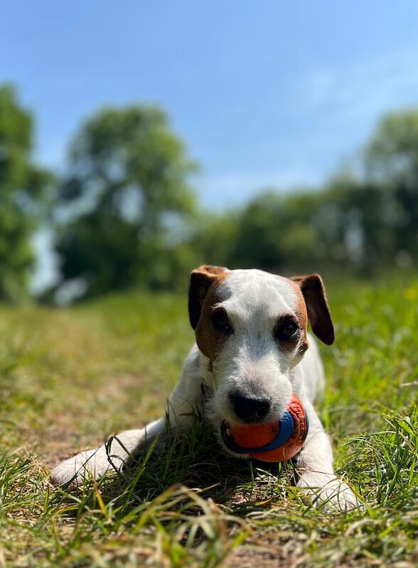 Jack Russell Terrier for adoption in Bristol, Bristol – 4 years old - Image 7 of 9