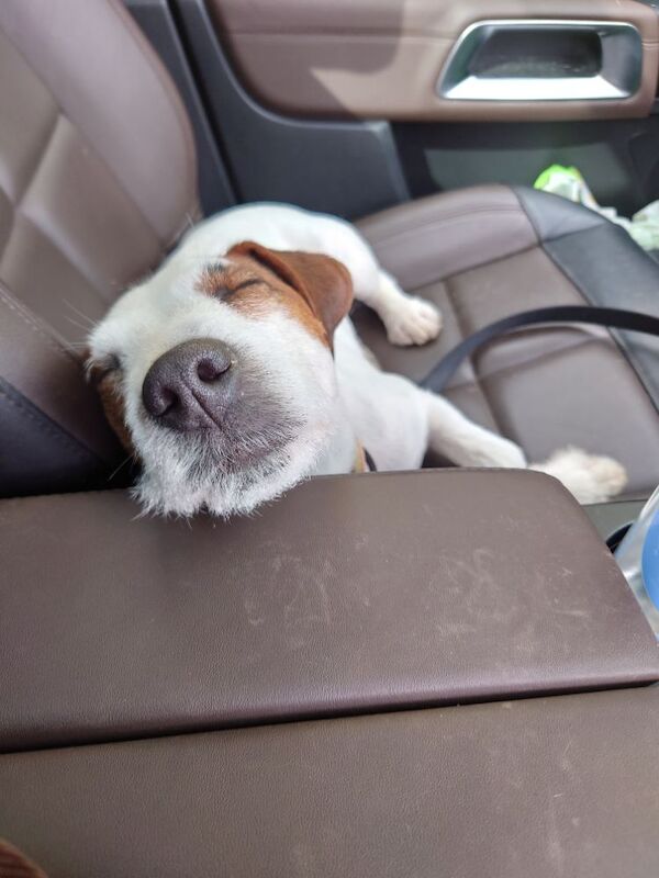 Jack Russell Terrier for adoption in Bristol, Bristol – 4 years old - Image 8 of 9