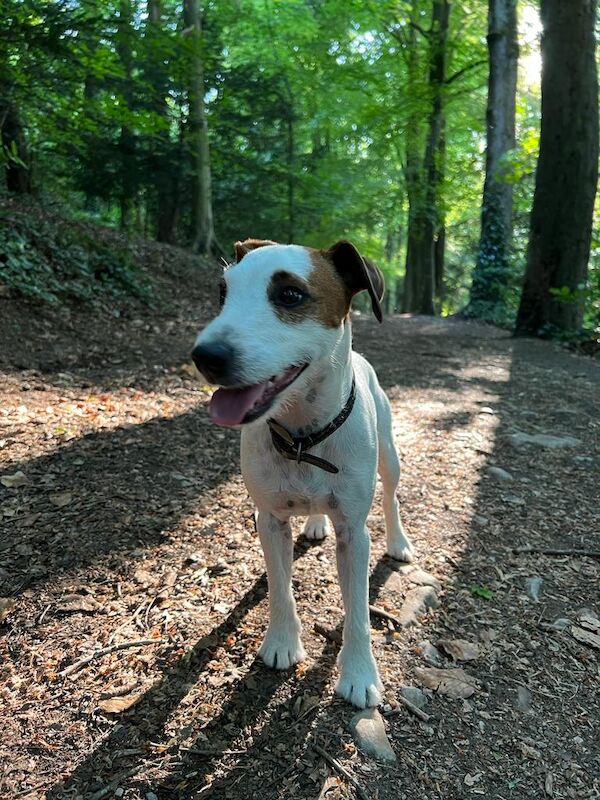 Jack Russell Terrier for adoption in Bristol, Bristol – 4 years old - Image 9 of 9