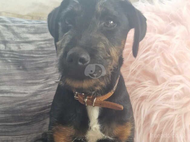 Jack Russell Terrier puppies for sale in Bridgwater, Somerset – 1 year old - Image 1 of 3