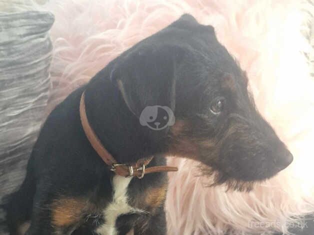 Jack Russell Terrier puppies for sale in Bridgwater, Somerset – 1 year old - Image 2 of 3