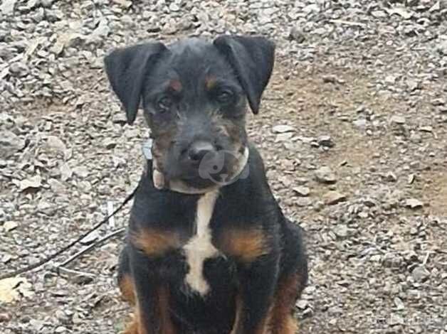 Jack Russell Terrier puppies for sale in Bridgwater, Somerset – 1 year old - Image 3 of 3