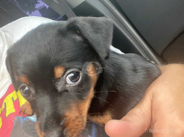 Jack Russell puppies for sale in Willenhall, West Midlands – 11 months old - Image 2 of 5