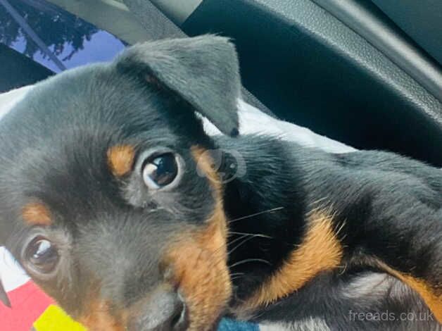 Jack Russell puppies for sale in Willenhall, West Midlands – 11 months old - Image 3 of 5