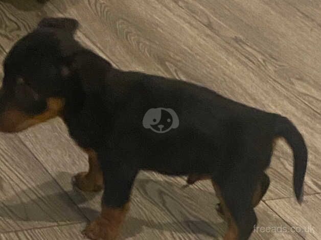 Jack Russell puppies for sale in Willenhall, West Midlands – 11 months old - Image 4 of 5
