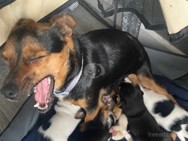 Jack Russell Terrier puppies for sale in Willenhall, West Midlands – 1 year old - Image 3 of 5