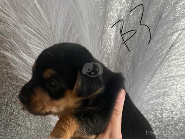 Jack Russell Terrier puppies for sale in Willenhall, West Midlands – 1 year old - Image 4 of 5