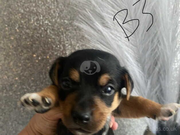 Jack Russell Terrier puppies for sale in Willenhall, West Midlands – 1 year old - Image 5 of 5