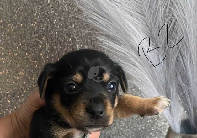 Jack Russell Terrier puppies for sale in Willenhall, West Midlands – 1 year old - Image 1 of 5