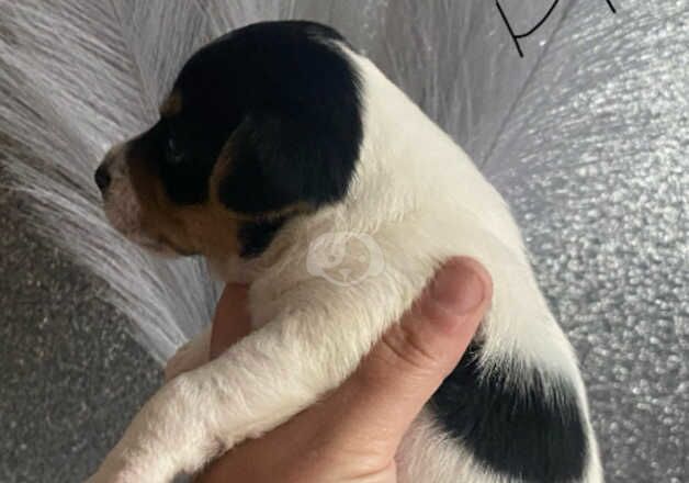 Jack Russell Terrier puppies for sale in Willenhall, West Midlands – 1 year old - Image 3 of 5