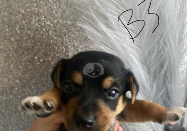 Jack Russell Terrier puppies for sale in Willenhall, West Midlands – 1 year old - Image 4 of 5