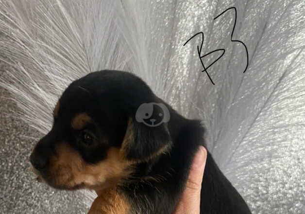 Jack Russell Terrier puppies for sale in Willenhall, West Midlands – 1 year old - Image 5 of 5