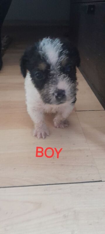 Jack Russell Terrier puppies for sale in Newham, Cornwall – 9 weeks old - Image 2 of 3