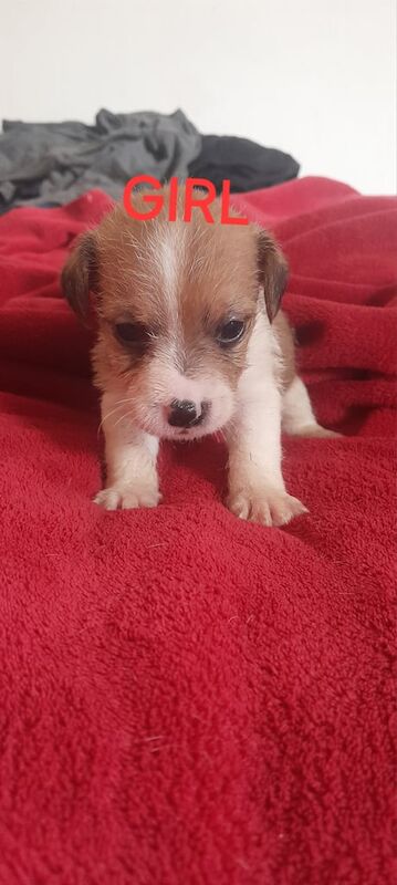 Jack Russell Terrier puppies for sale in Newham, Cornwall – 9 weeks old - Image 3 of 3