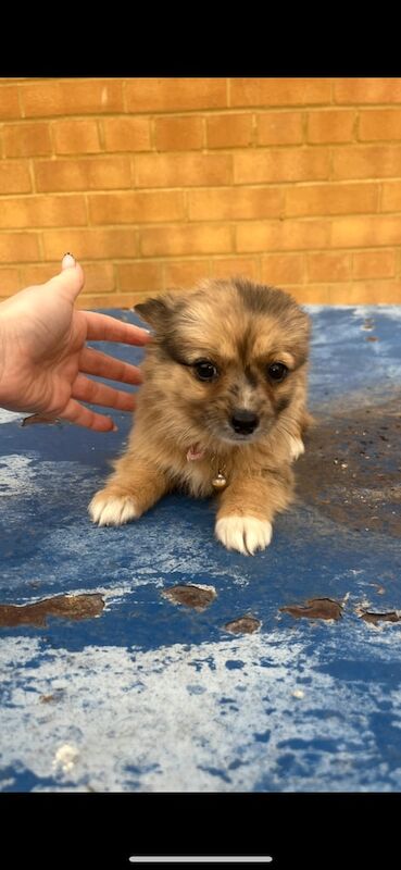 Jack Russell Terrier puppies for sale in London – 11 weeks old - Image 2 of 2