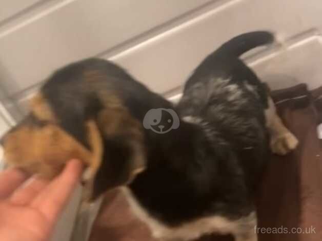 Jack Russell Terrier puppies for sale in Castleford, West Yorkshire – 1 year old - Image 1 of 4