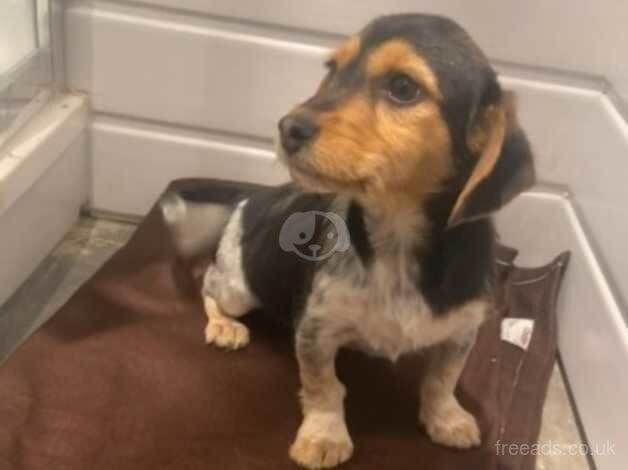 Jack Russell Terrier puppies for sale in Castleford, West Yorkshire – 1 year old - Image 2 of 4