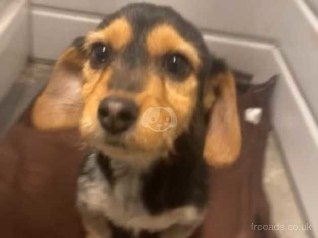 Jack Russell Terrier puppies for sale in Castleford, West Yorkshire – 1 year old - Image 3 of 4