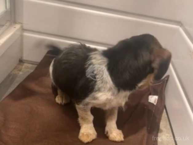 Jack Russell Terrier puppies for sale in Castleford, West Yorkshire – 1 year old - Image 4 of 4