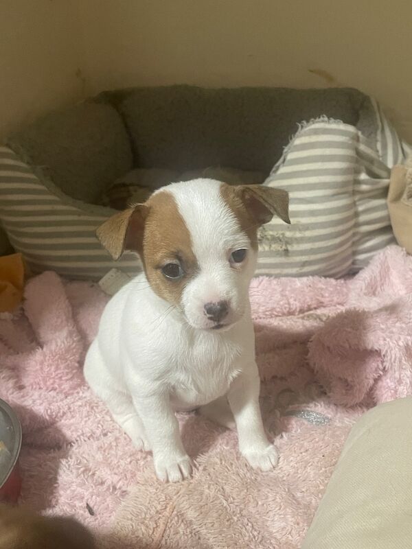 Jack Russell Puppies For Sale