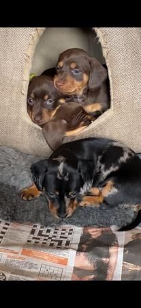 Gorgeous Home reared Miniature Dacshund x JRT for sale in Bewdley, Worcestershire - Image 1