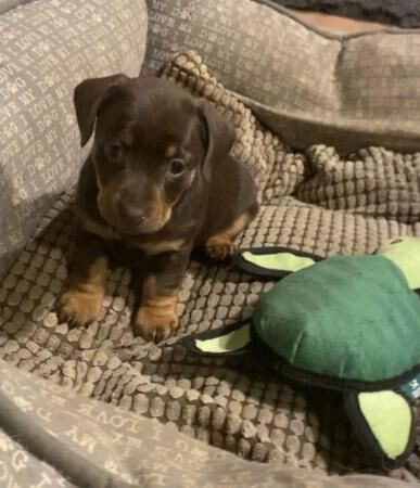 Gorgeous Home reared Miniature Dacshund x JRT for sale in Bewdley, Worcestershire - Image 2