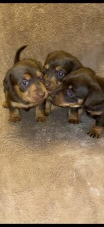 Gorgeous Home reared Miniature Dacshund x JRT for sale in Bewdley, Worcestershire - Image 3