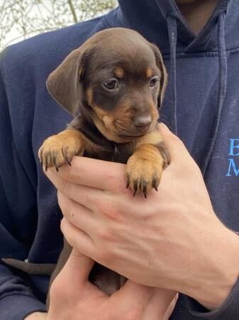 Gorgeous Home reared Miniature Dacshund x JRT for sale in Bewdley, Worcestershire - Image 4